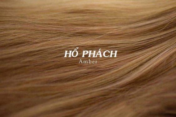 Thuốc nhuộm thời trang MollyHair thương hiệu Lavox sử dụng cho mọi loại tóc  tặng kèm